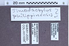 Etiketten zu Simodactylus philippinensis (NHMW-ZOO-COL-0011035)